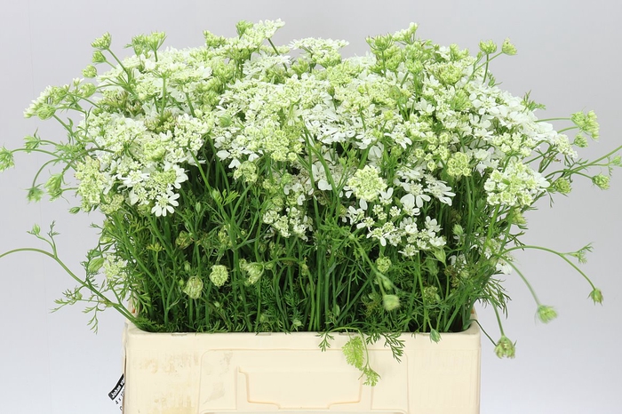 <h4>Orlaya Grandflora White A2</h4>