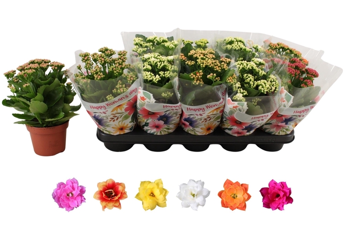 <h4>KAL GE RO GEM 6 KL</h4>