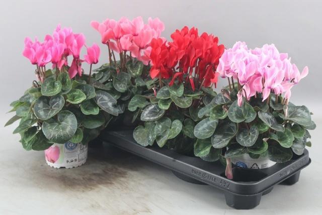 <h4>CYCL GR SUP XL</h4>