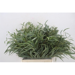 Euca Nicoly Short 150gr P Bunch
