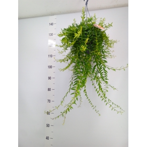 Aeschynanthus  'Japhrolepis'
