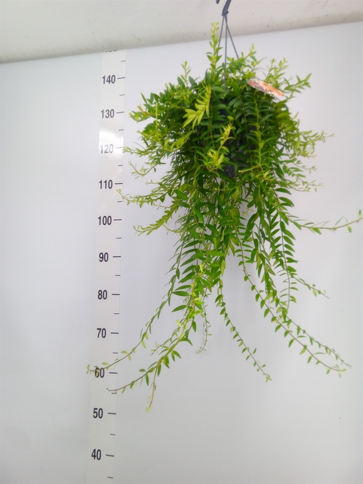 <h4>Aeschynanthus  'Japhrolepis'</h4>