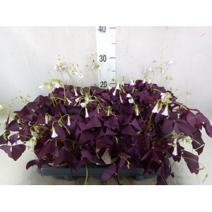 Oxalis trian. 'Mijke'