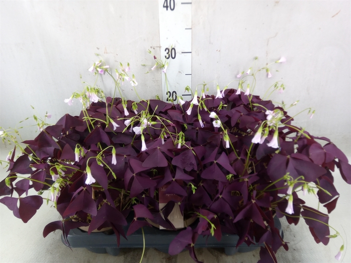 <h4>Oxalis trian. 'Mijke'</h4>