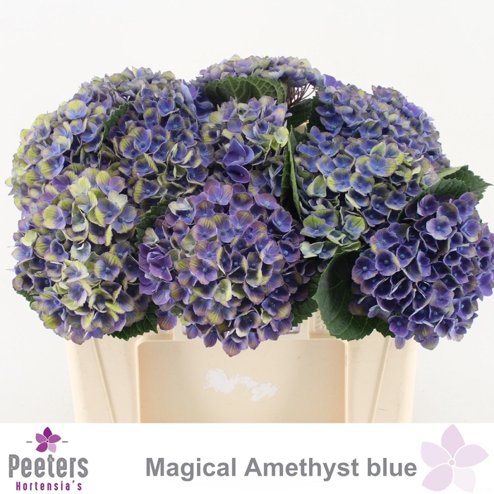 <h4>HYDR M MAG AMETHYST</h4>