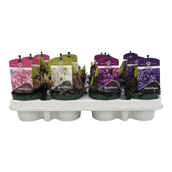 <h4>Multiflora gemengd 3 kleuren 9 cm</h4>