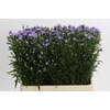 Aster Cassandra