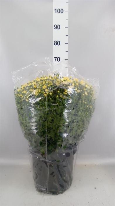 <h4>Chrysanthemum   ..GR</h4>