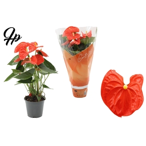 Anthurium 14 cm Sierra Orange in Couture sleeve