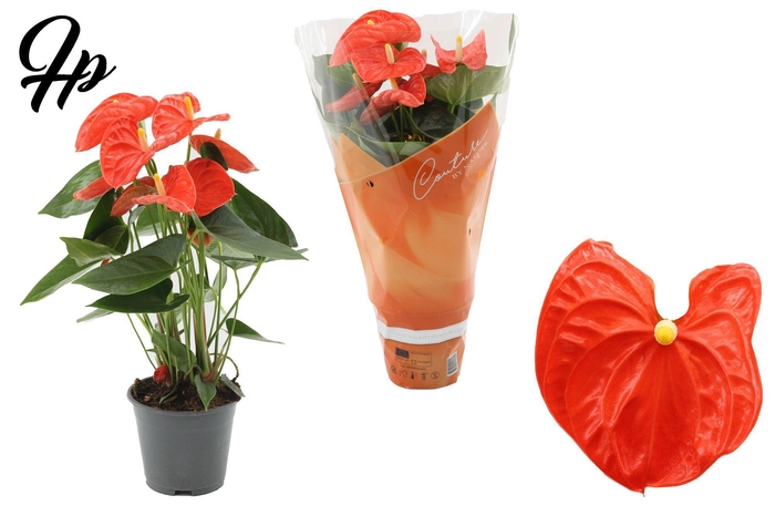 <h4>Anthurium 14 cm Sierra Orange in Couture sleeve</h4>