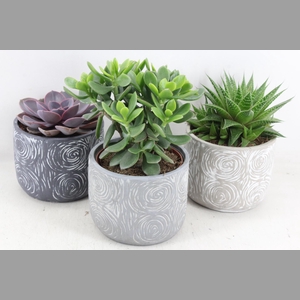 arr3 OV - Ker. Toledo ech. x5