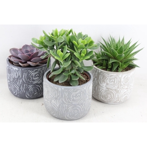 arr3 OV - Ker. Toledo ech. x5