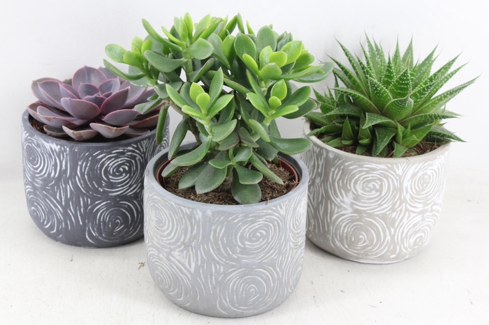 <h4>arr3 OV - Ker. Toledo ech. x5</h4>