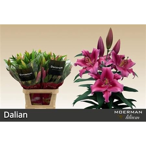 Lilium Oriental x Trumpet Grp 'Dalian'