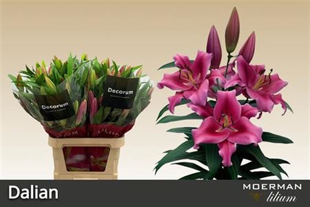<h4>Lilium Oriental x Trumpet Grp 'Dalian'</h4>