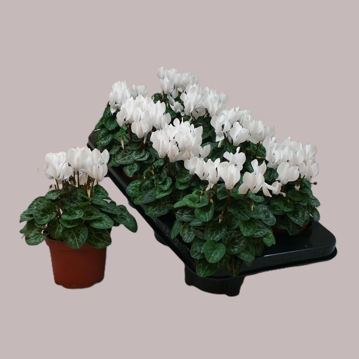 <h4>Cycl Kl Overig</h4>