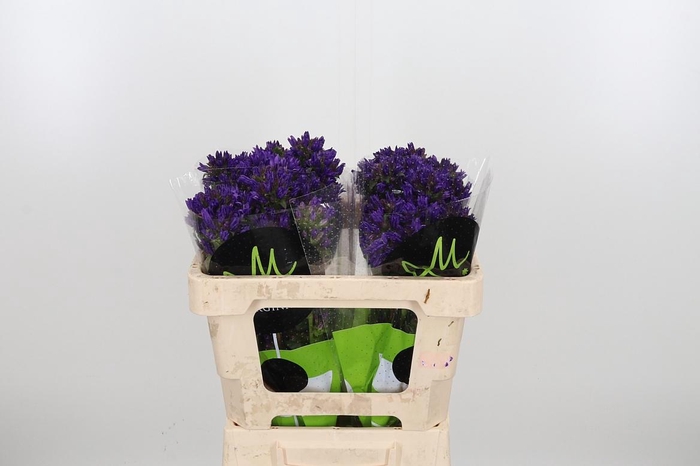 <h4>Camp Gl Benova Blue</h4>