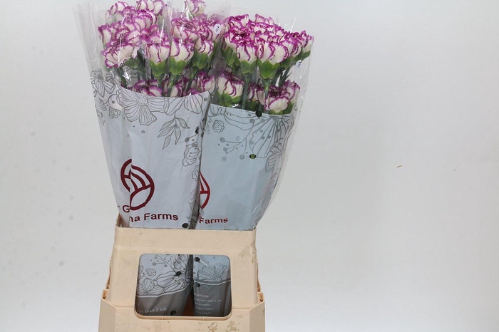 <h4>Dianthus St Kino</h4>