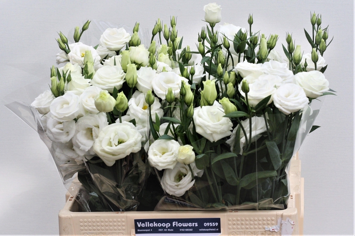 <h4>EUS G ROSI WHITE</h4>