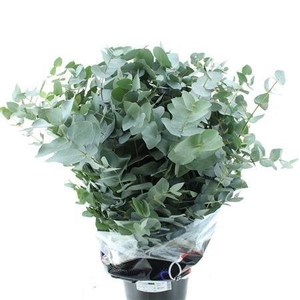 EUC CINEREA PER BOS
