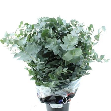 <h4>EUC CINEREA PER BOS</h4>
