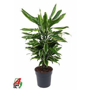 Dra Fr Golden Coast Vertakt