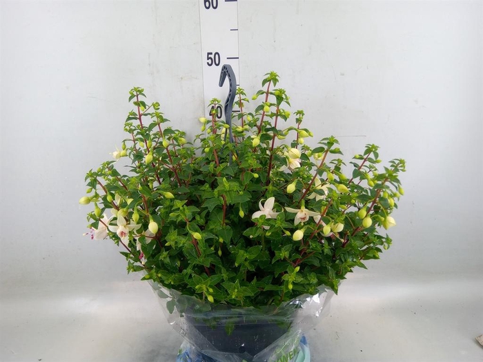 <h4>Fuchsia  'Bella Fuchsia'</h4>