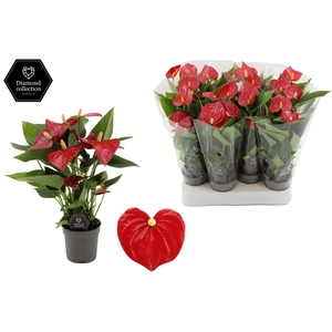 Anthurium 7 cm Micra in transparant sleeve