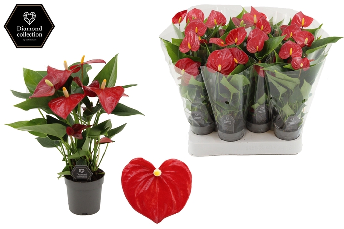 <h4>Anthurium 7 cm Micra in transparant sleeve</h4>