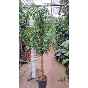 Ficus Exotica multistam 260
