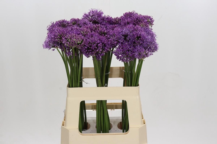 <h4>Allium Gladiator</h4>