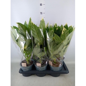 Fatsia japonica 'Variegata'