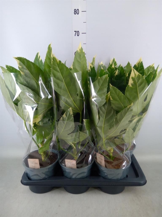 <h4>Fatsia japonica 'Variegata'</h4>