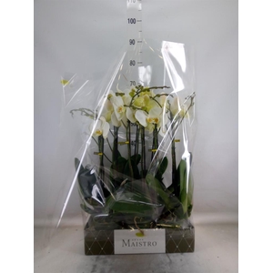 Phalaenopsis   ...white