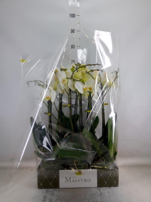 <h4>Phalaenopsis   ...white</h4>