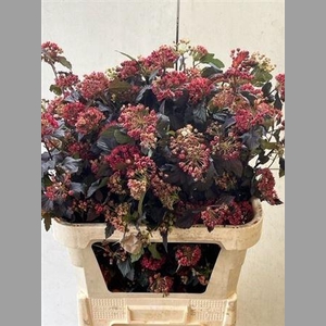 Physocarpus Op Diabolo