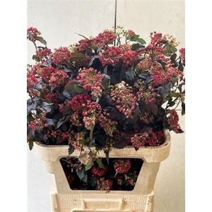 Physocarpus Op Diabolo