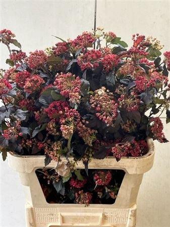 <h4>Physocarpus Op Diabolo</h4>