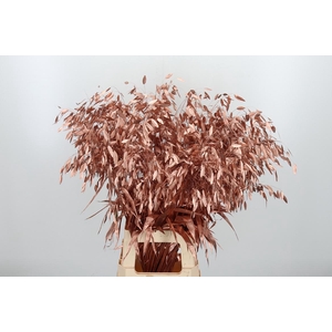 Chasmantium Kl Bh Koper