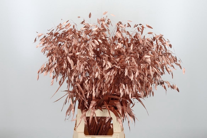 <h4>Chasmantium Kl Bh Koper</h4>