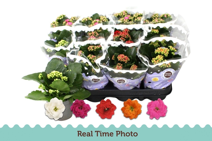 <h4>KAL GE GEM 5 KL</h4>