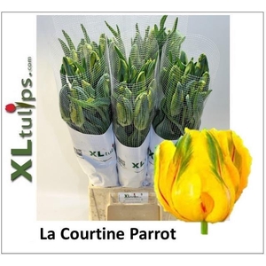 TU PA LA COUR PARROT