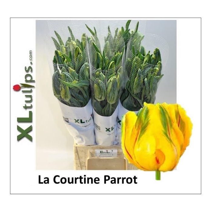 <h4>TU PA LA COUR PARROT</h4>