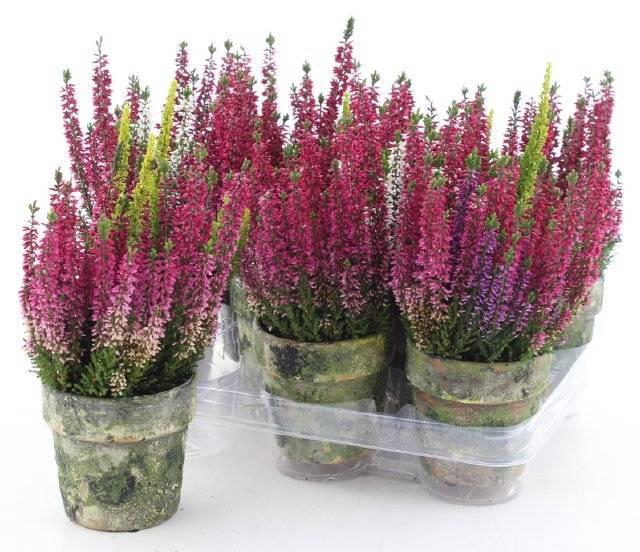 <h4>ARR TUINPLANTEN</h4>