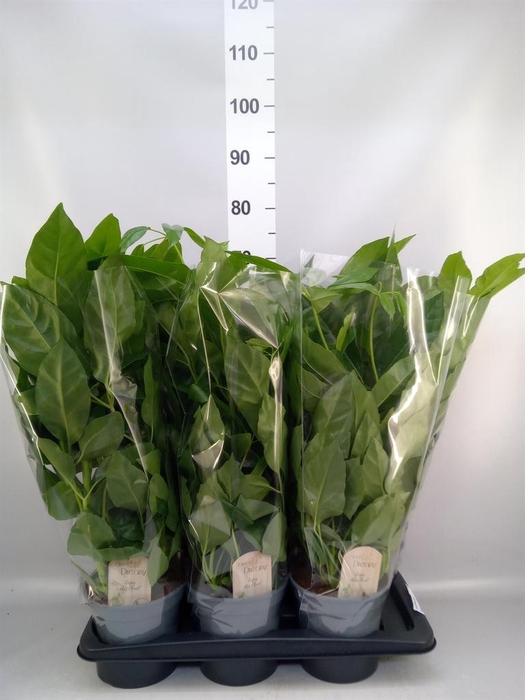 <h4>Schefflera actin.</h4>