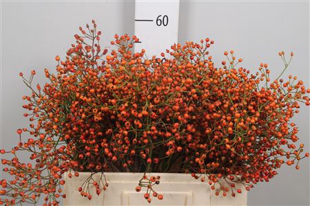<h4>Rosa Prinsberry Orange</h4>