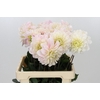Dahlia Sweet Nathalie
