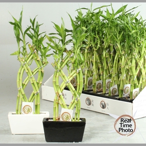 DRA LUCKY BAMBOO