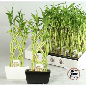 DRA LUCKY BAMBOO