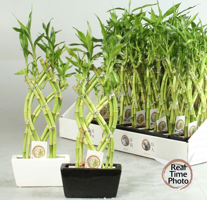 <h4>DRA LUCKY BAMBOO</h4>
